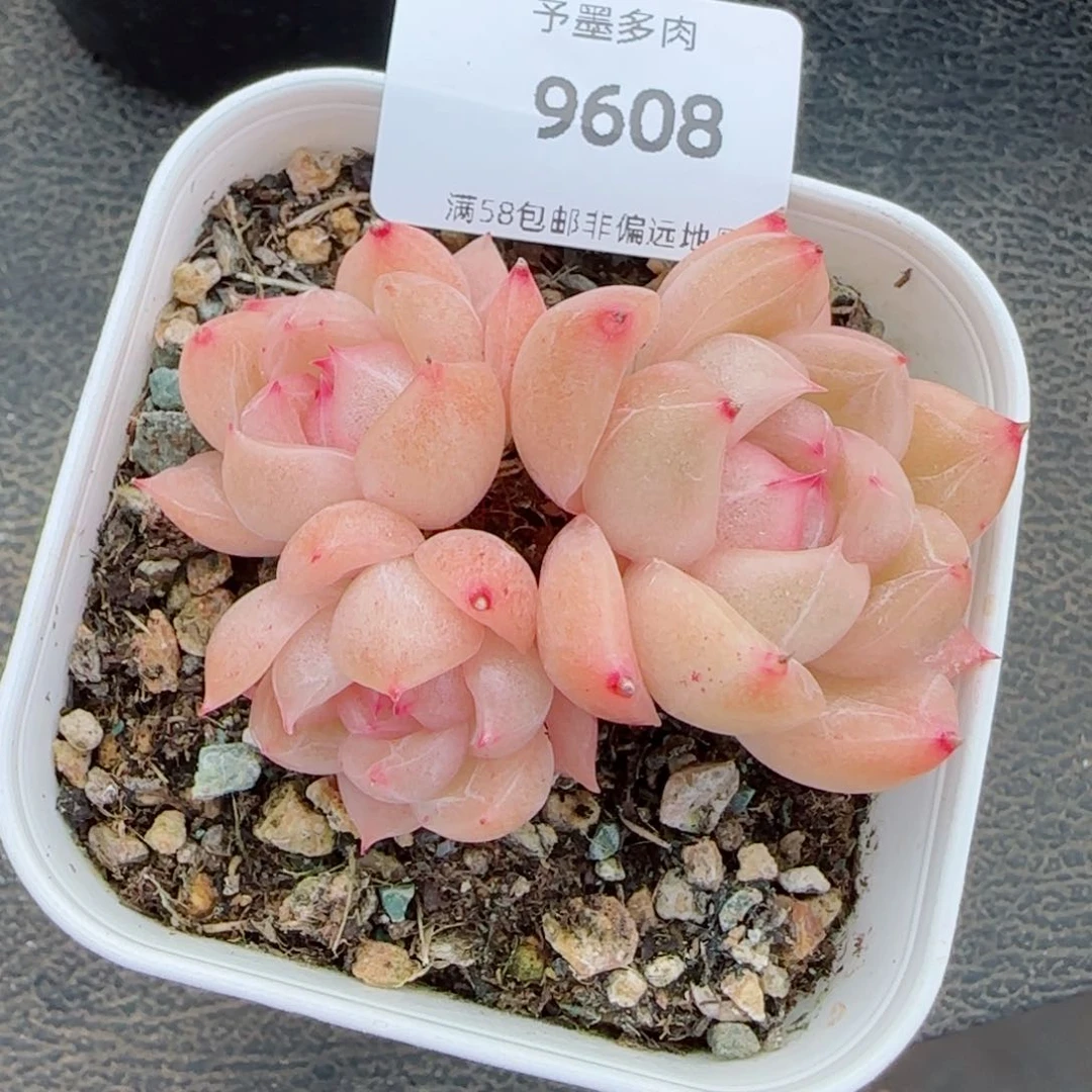 孤品珍妮群，9608多肉植物