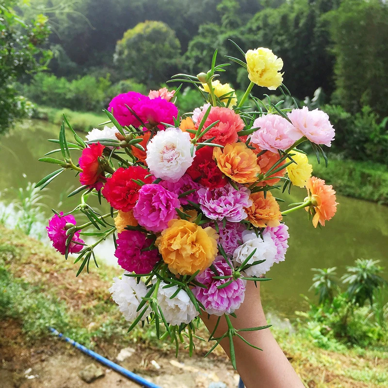 24色太阳花种子混色重瓣太阳花庭院花种籽子四季播种开花室外花卉