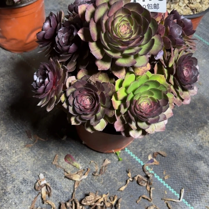 瑞妈一物一拍478