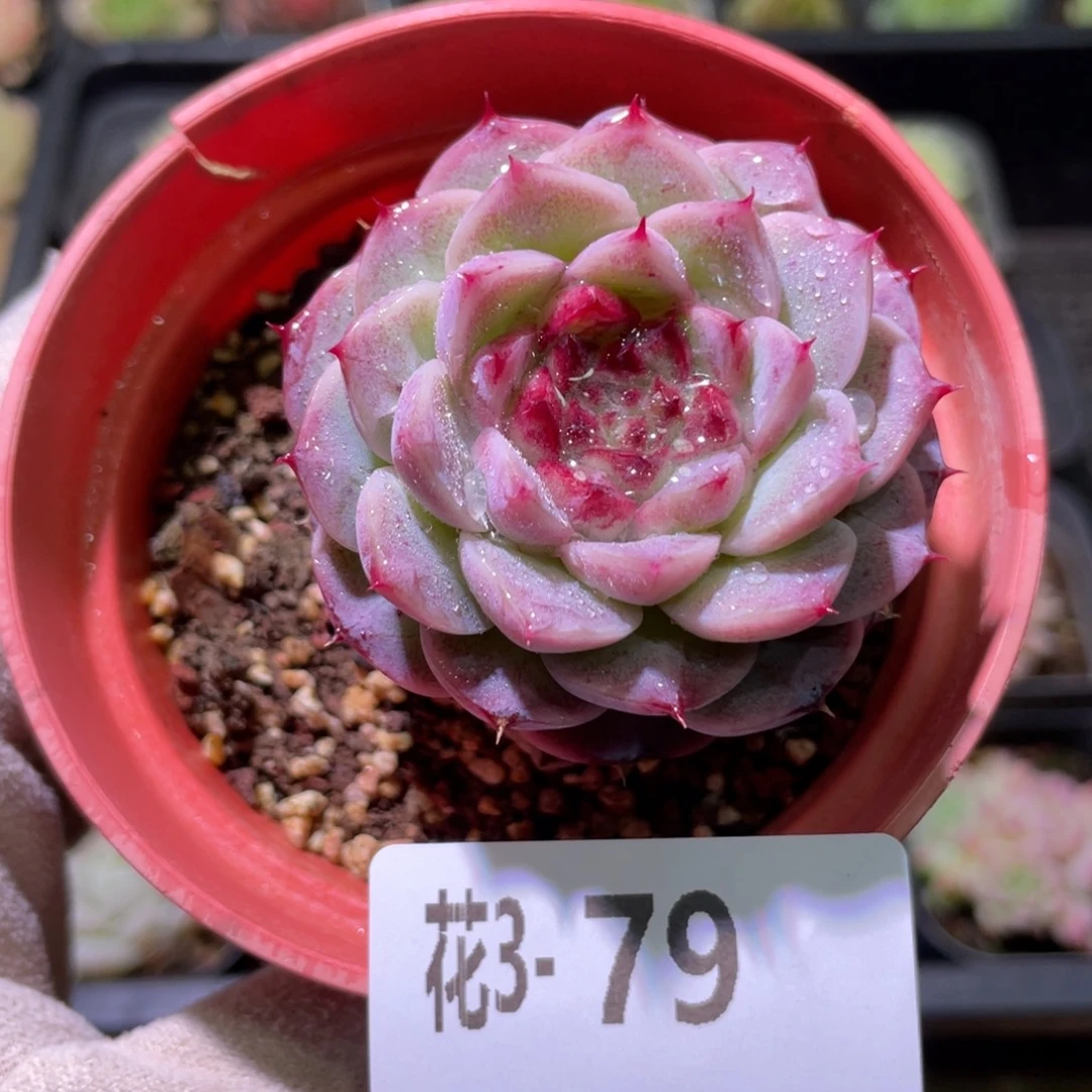 花利美3-79天鹅绒