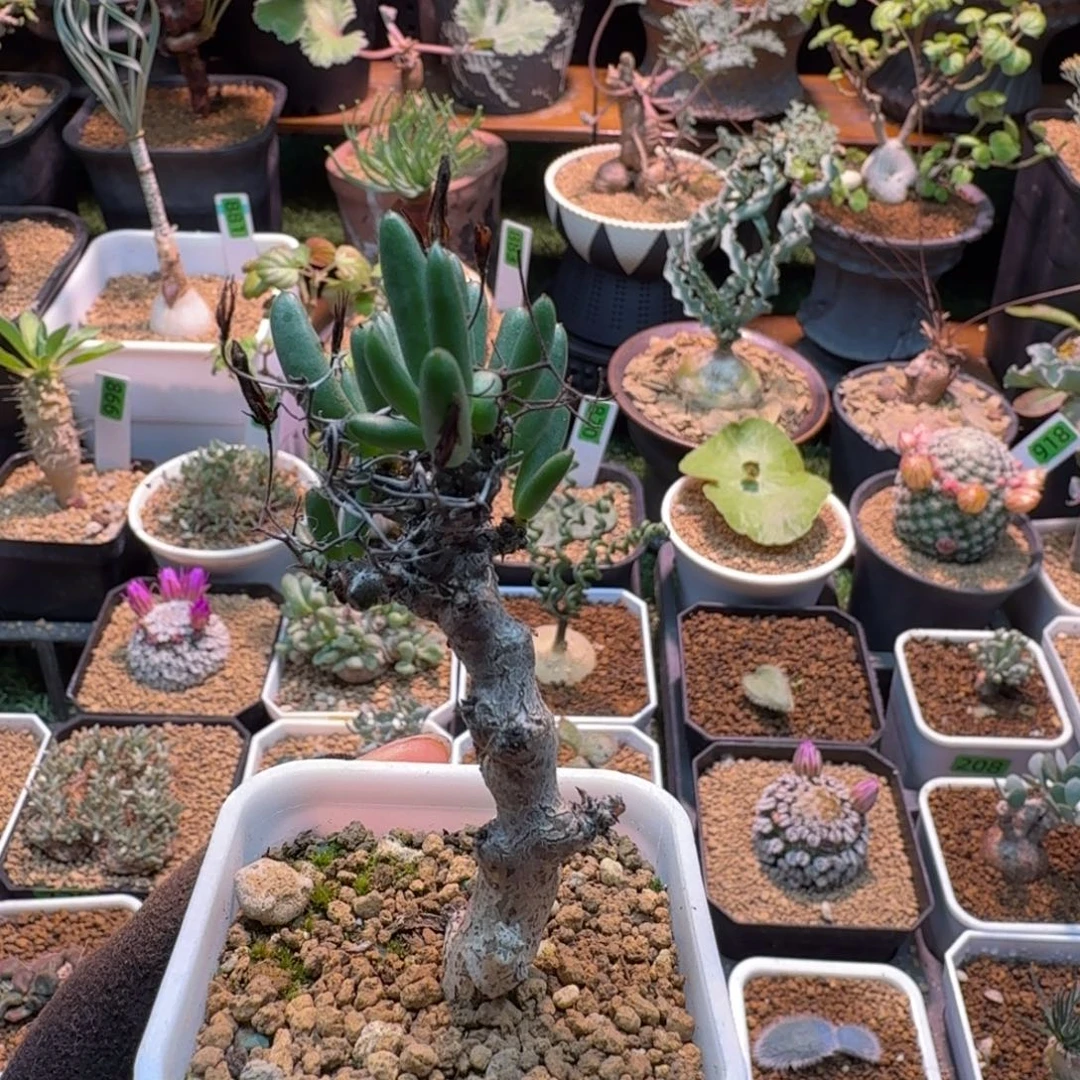 黑曼巴奇峰锦836 仙人球