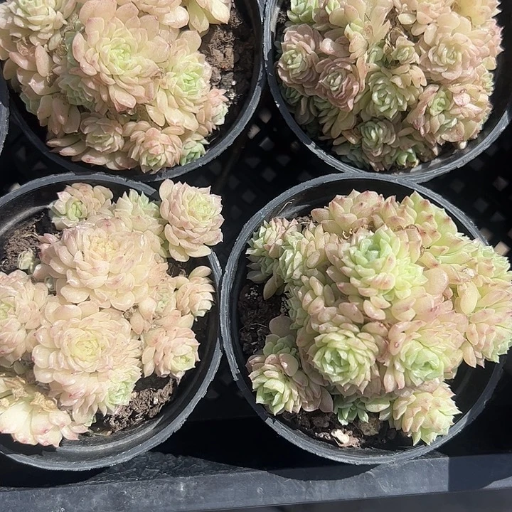香特麦秆多肉植物