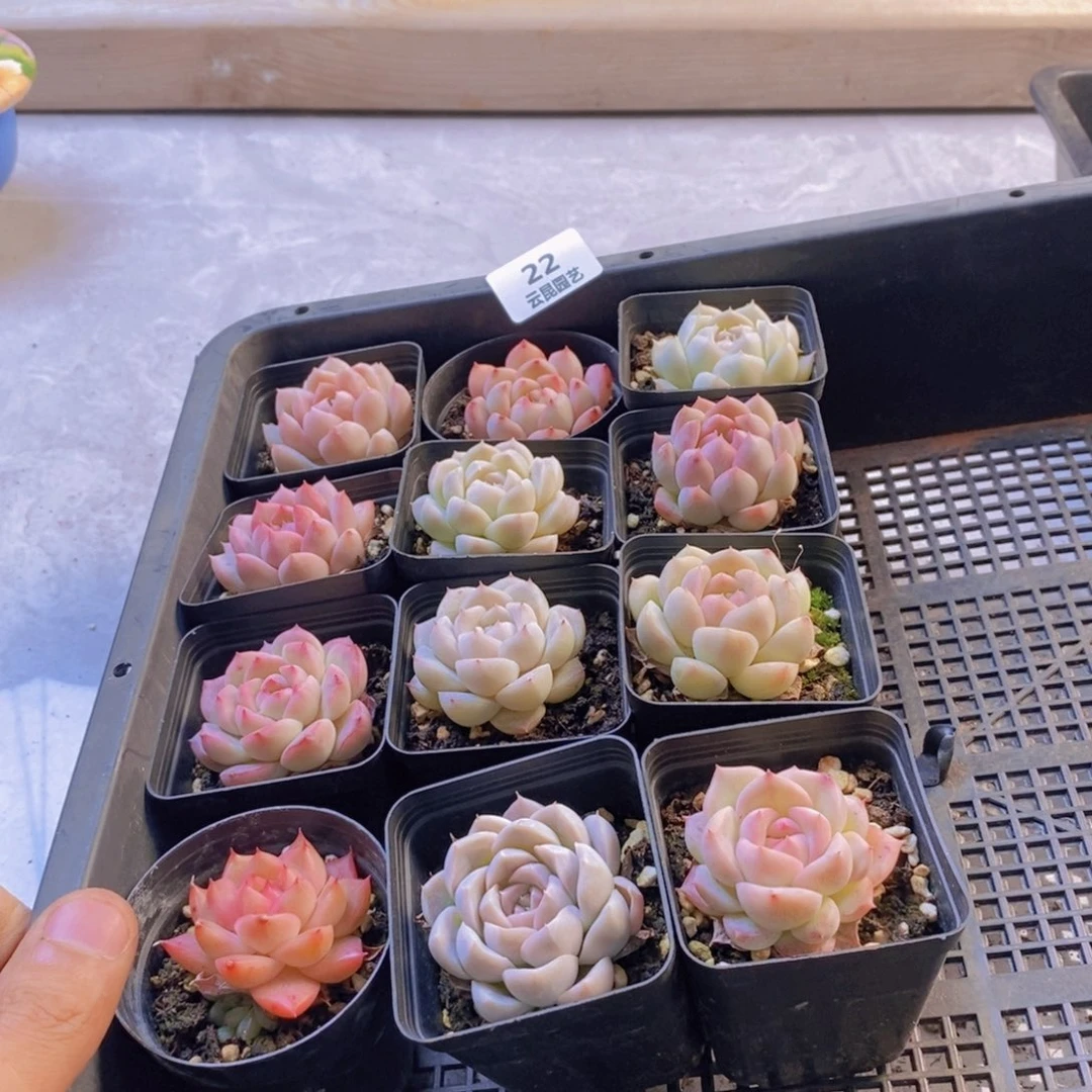 一物一拍。      0022