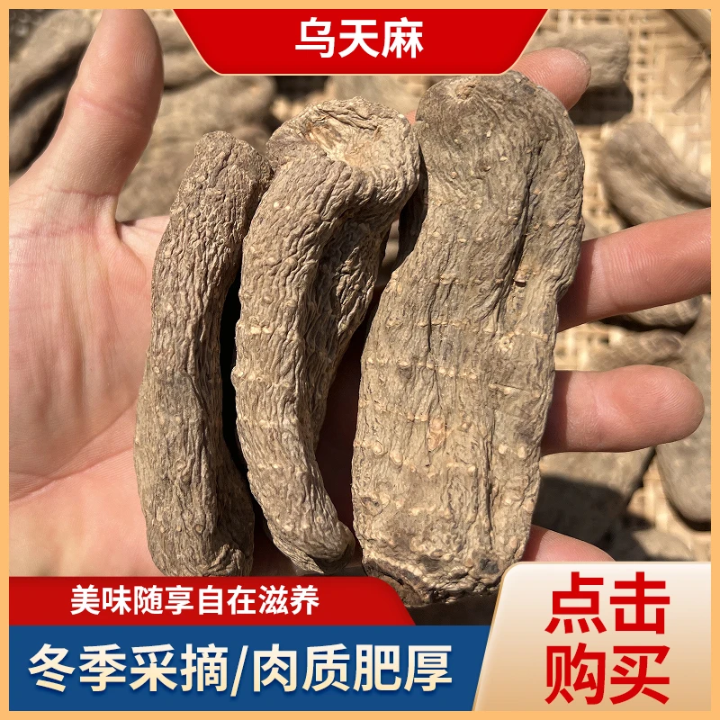 小梁村官推荐仿野种植乌天麻广南农户林下食用农产品新鲜采挖