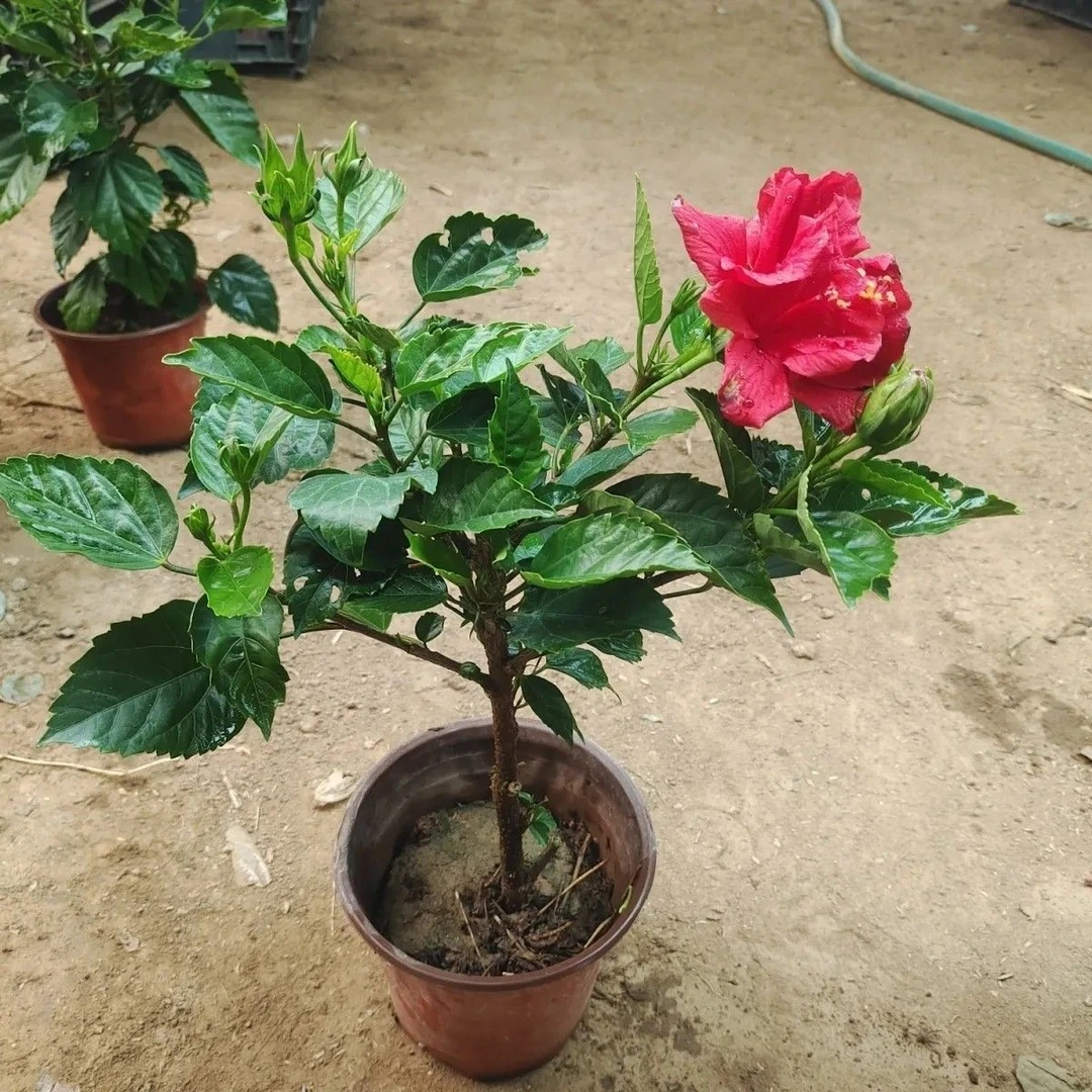 桑叶牡丹重瓣扶桑花苗四季开花大红花盆栽室内阳台花卉