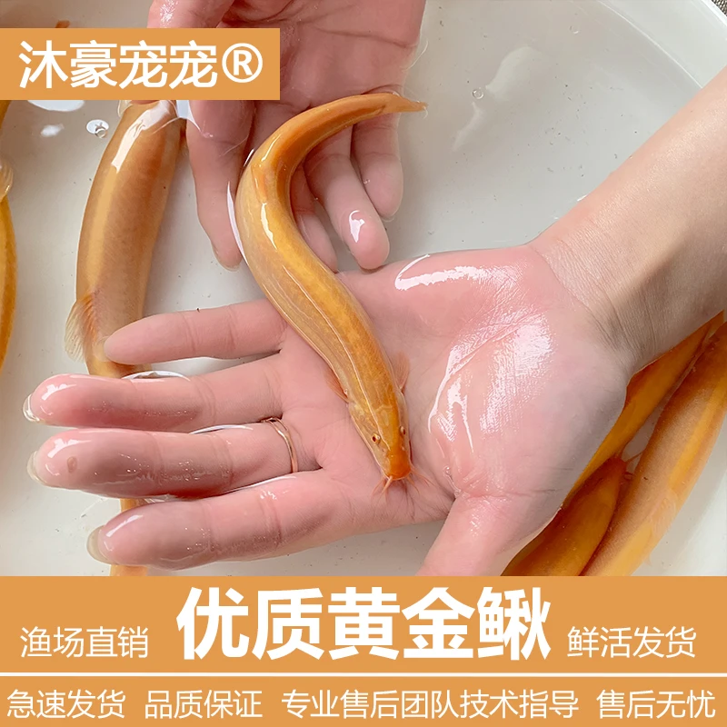沐豪宠宠黄金泥鳅苗清道夫金龙鳅小金鱼耐活好养观赏鱼鲜活小泥鳅