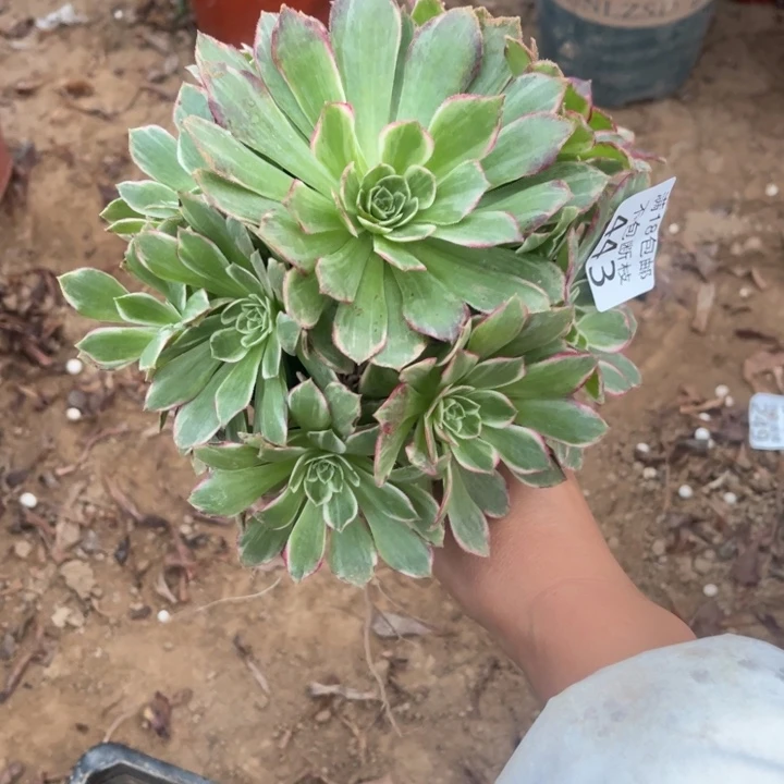 443水晶莲花手捧1