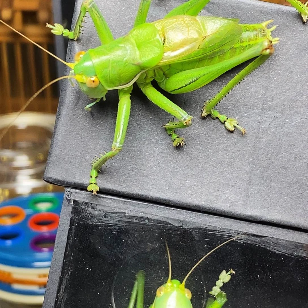 绿蝈蝈哈哈哈哈哈哈哈