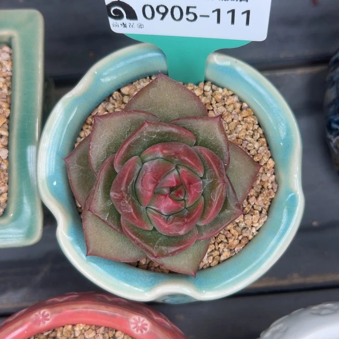 多肉一物一拍0905-111