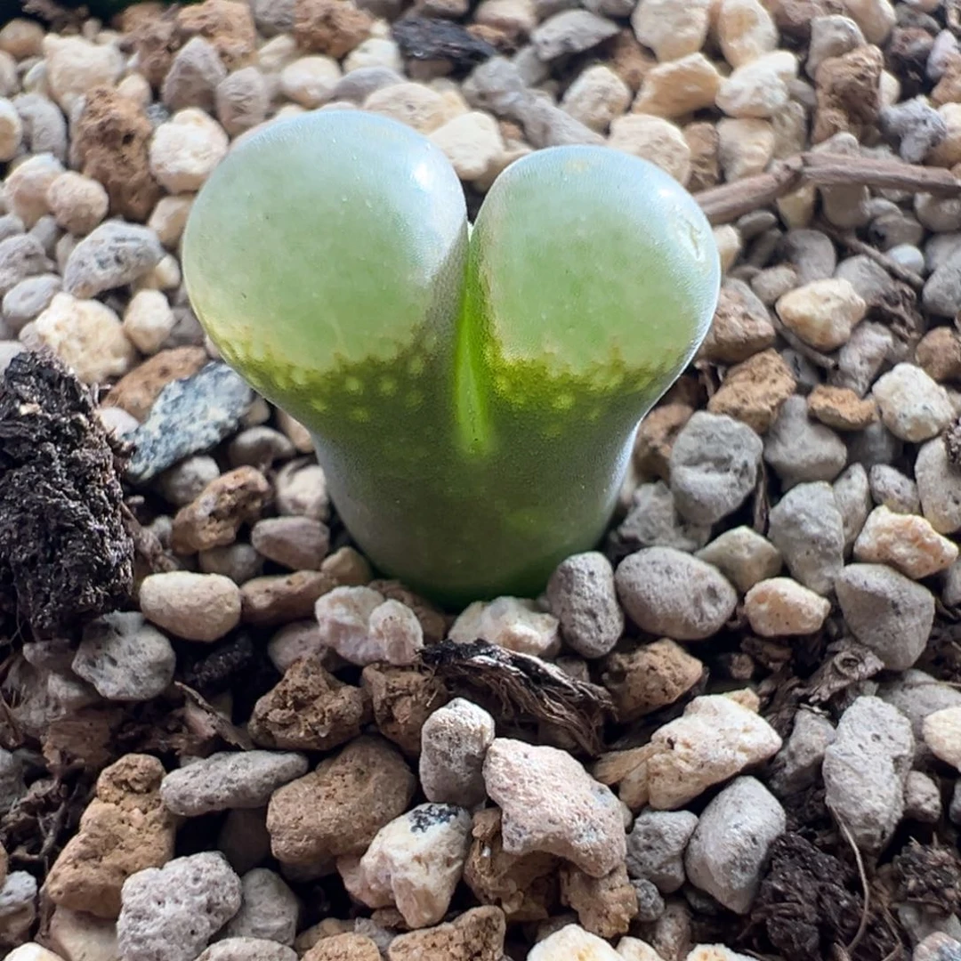 g7.11/2208。b23。2.5年 大小窗干疤福利