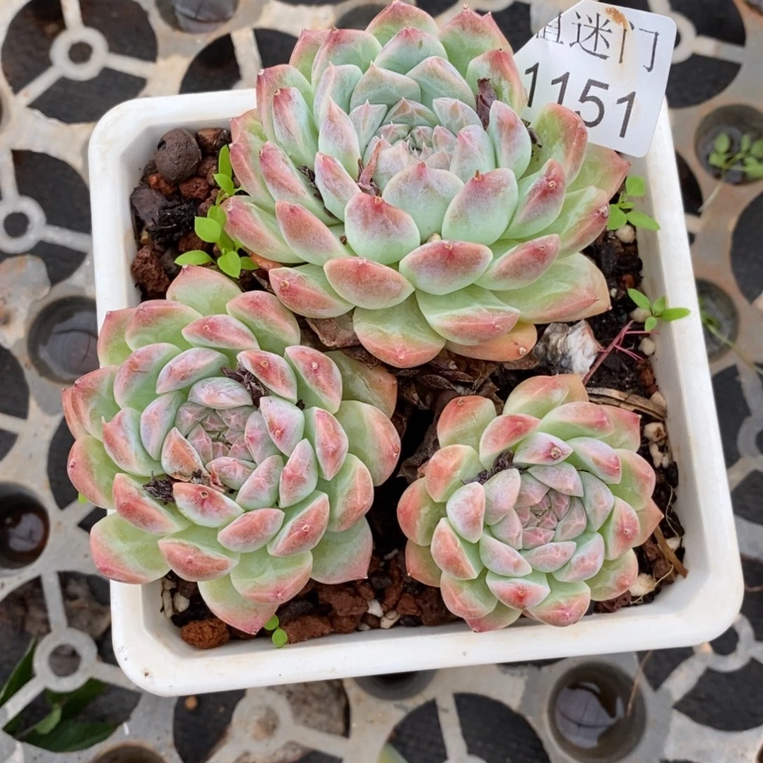 奇***缘杂交精品多肉1151~10厘米