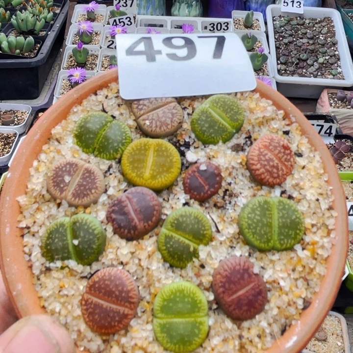 497彩光阳带盆lllll