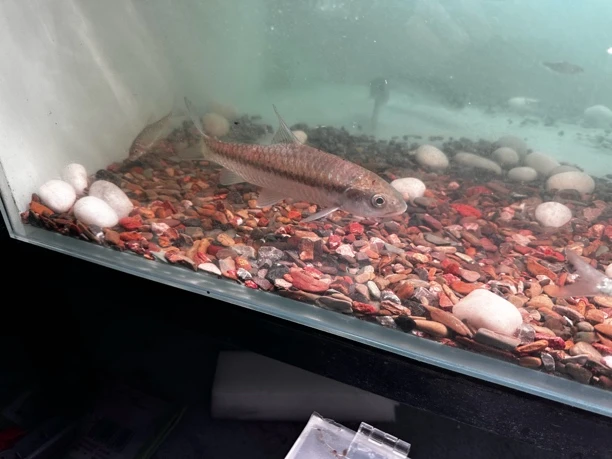 洪崩河异口蓝吉罗