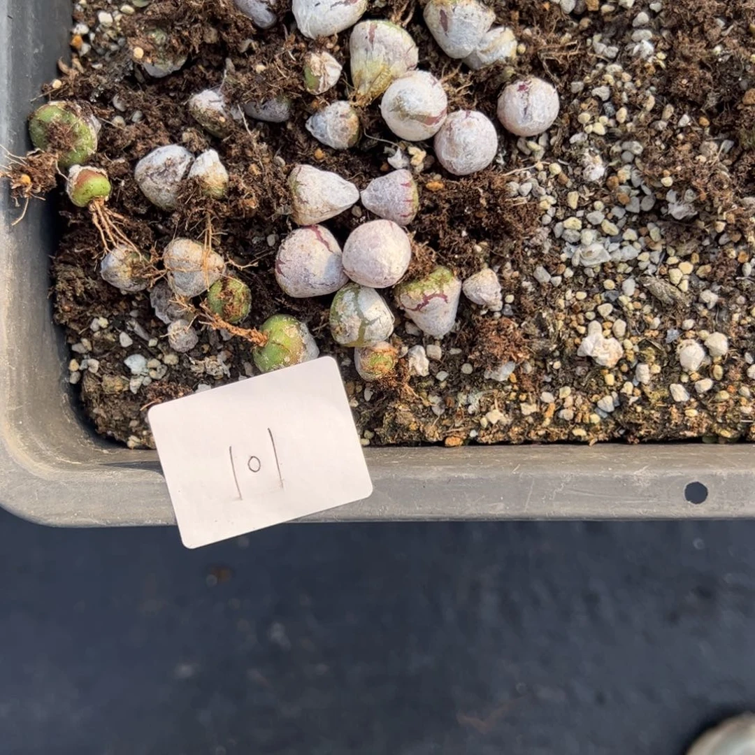 11.21灯泡清货多肉植物101