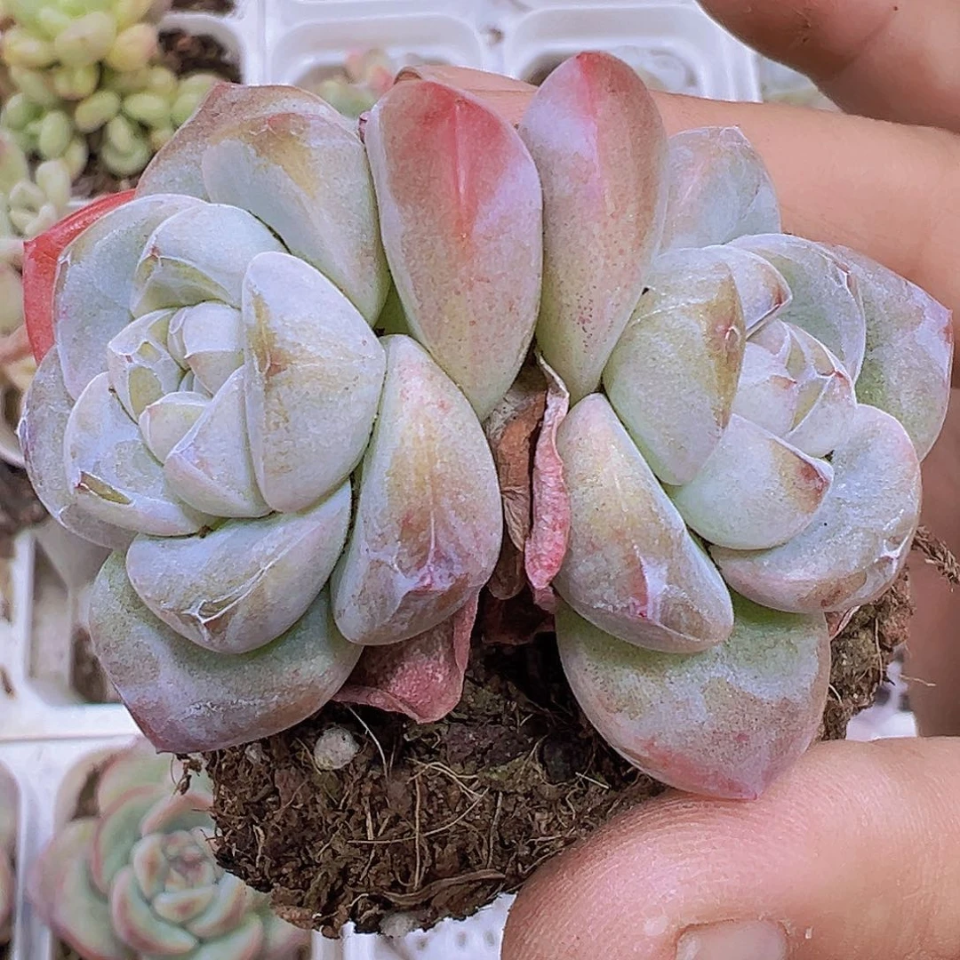 墨玉双头2盆19包邮
