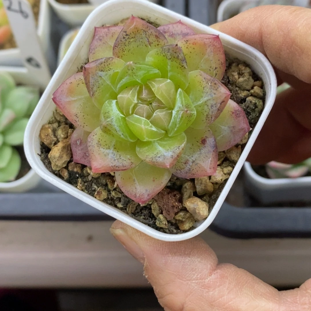 精品多肉一物一拍不包整492
