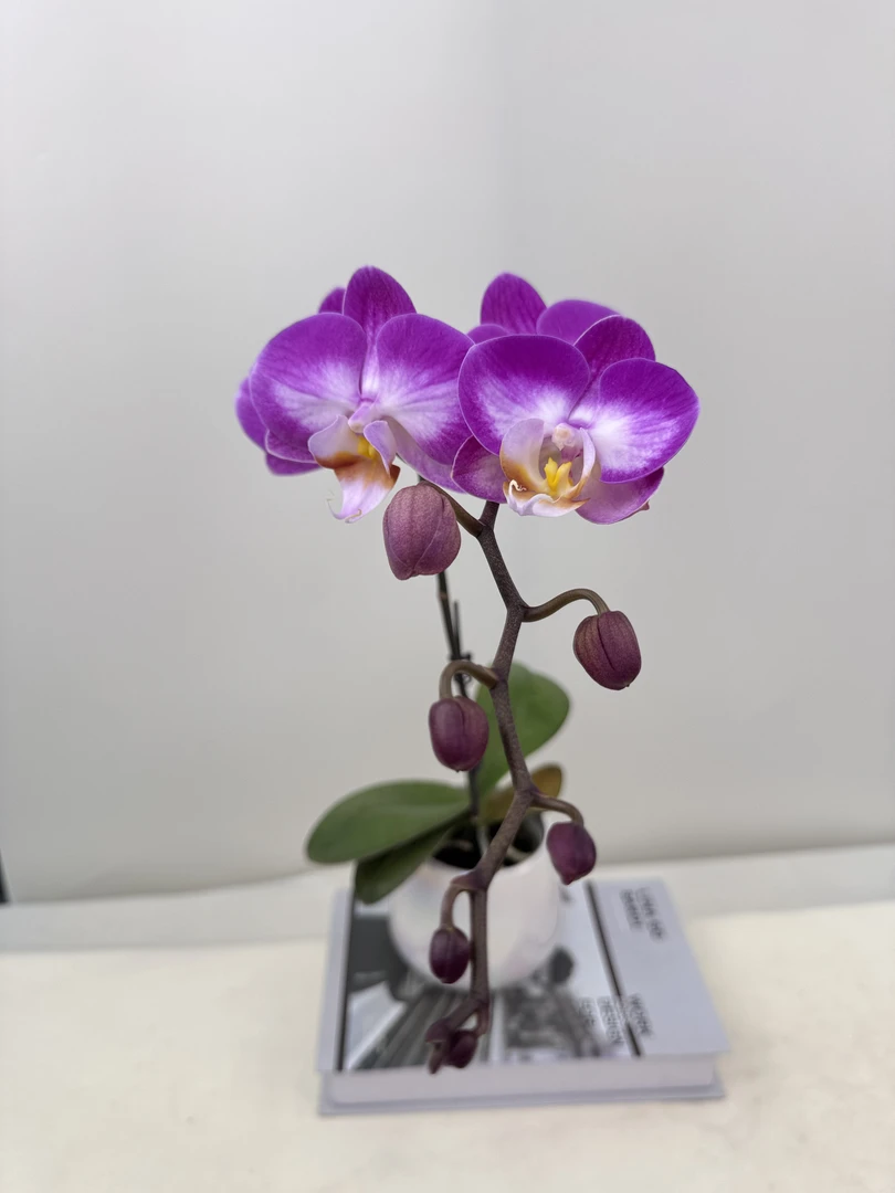 蝴蝶兰【雪山飞舞】鲜花盆栽室内观赏花花佛山基地直发好养易活