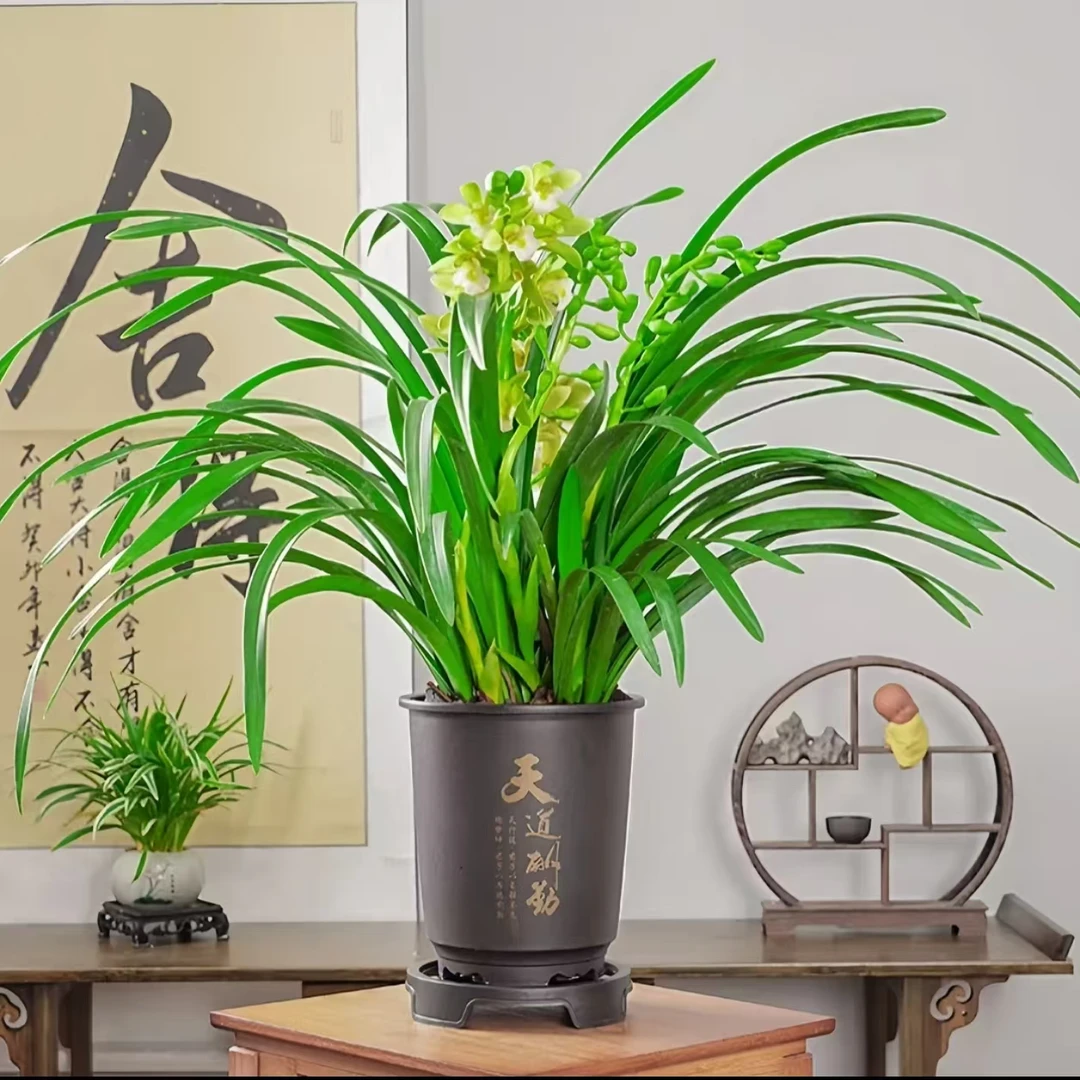 带2-3支花剑好养易活香水香兰带盆带底座基地直发四季开花年宵花