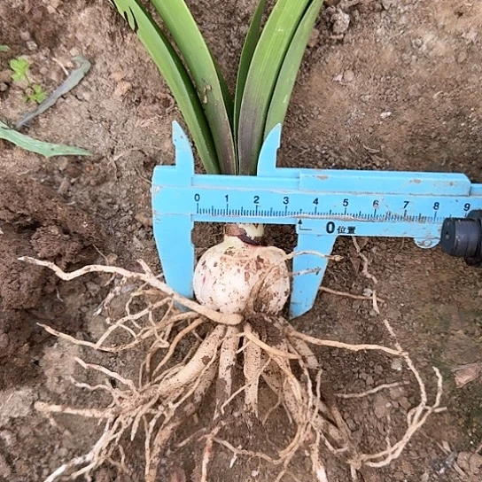 兰妮3.5厘米 开花包对版