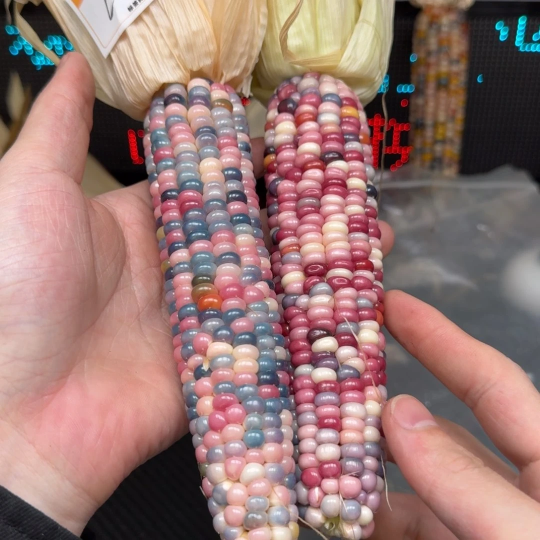 柏香籽/百香籽吊坠9*