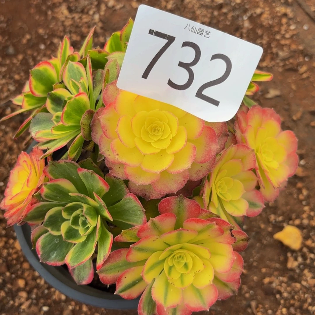 732多肉植物海鲜特价