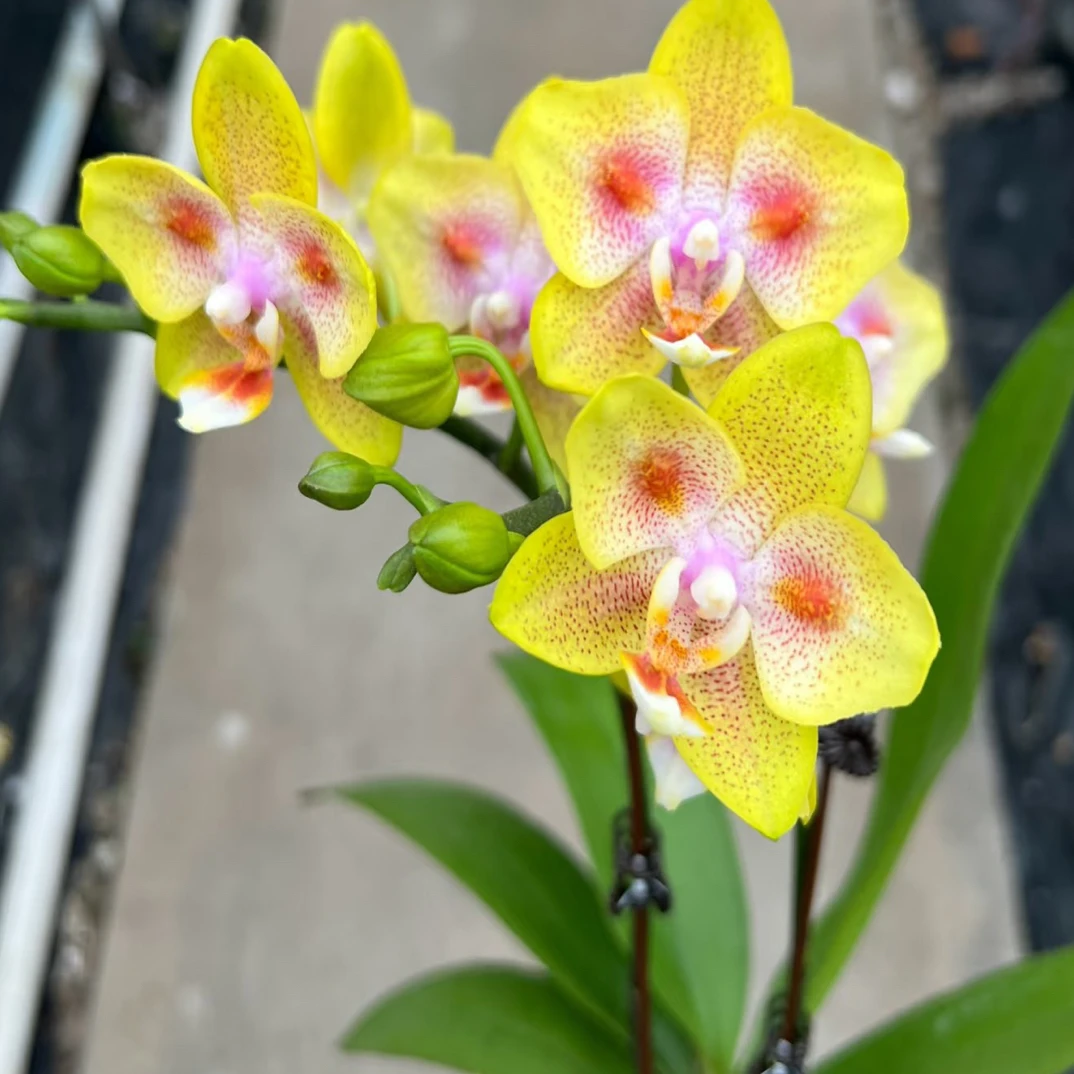 浓香原生种基因3花剑起【趣味香妃】蝴蝶兰花量超大蝴蝶兰