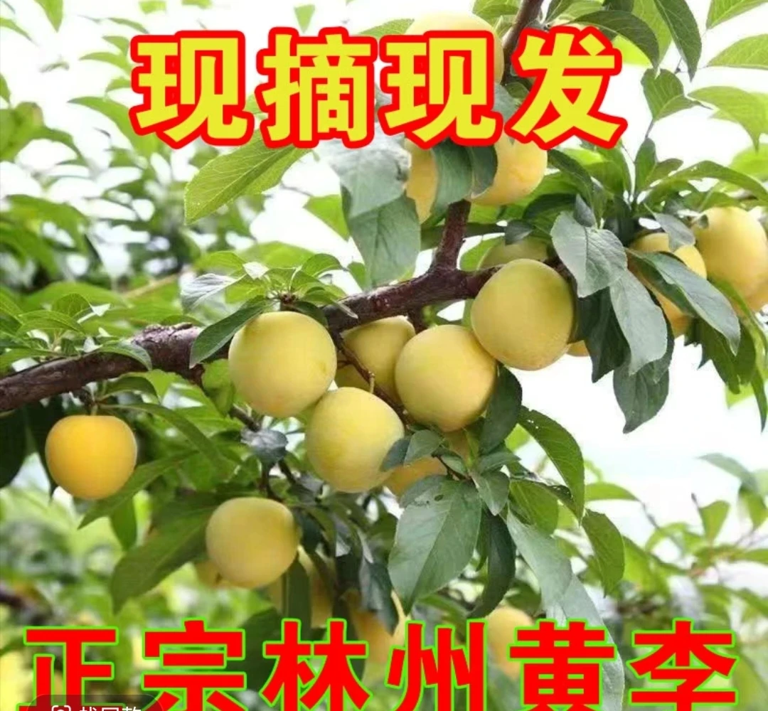 正宗河南林州黄李新鲜脱骨李脆甜酸甜口现摘现发5斤孕妇水果