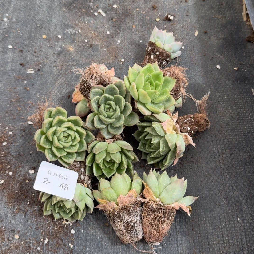 2-49厚叶杂交万宝龙十类昂拍绿菜左五左六之间