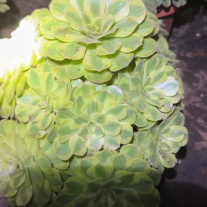 精品雨荷老桩亏本福利