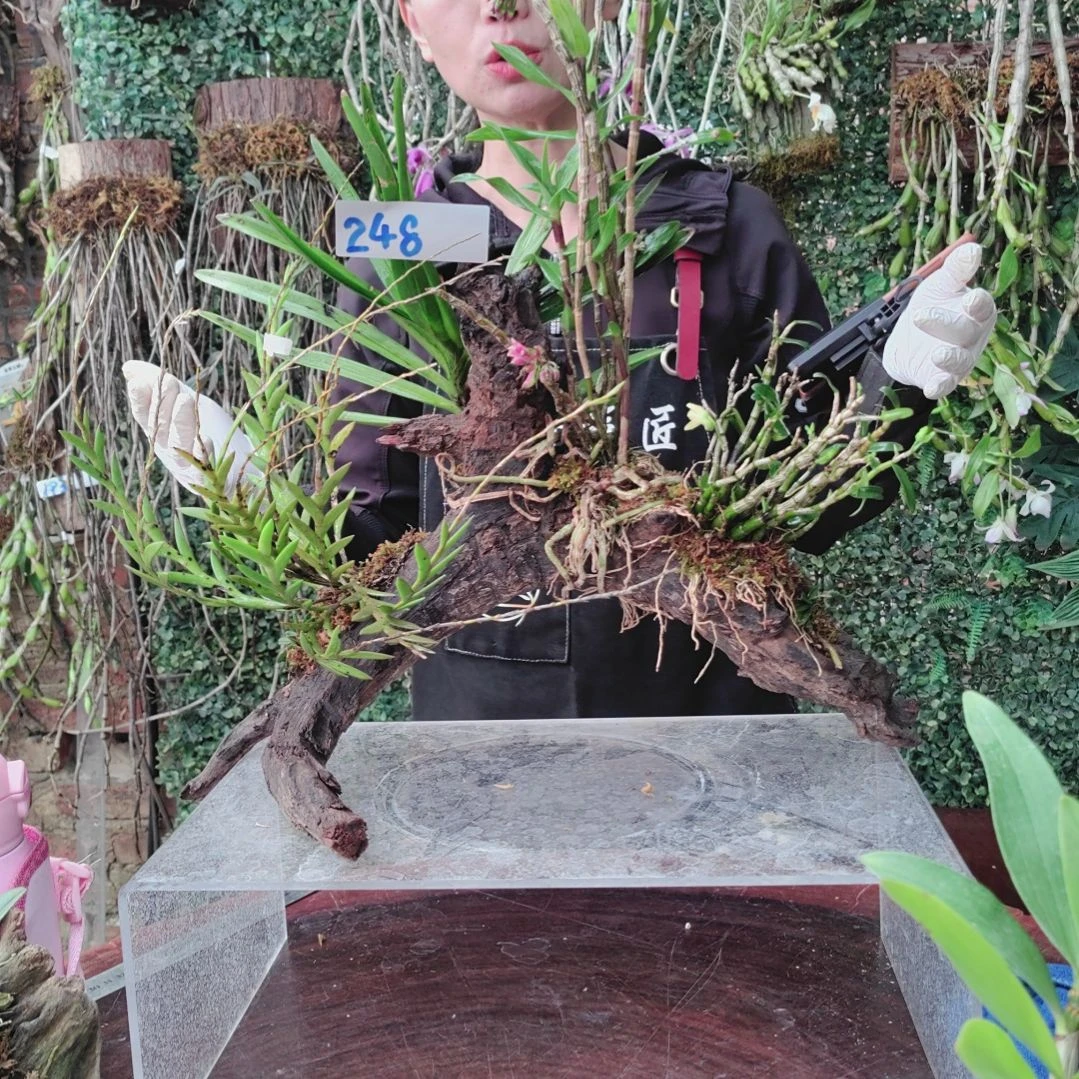 248红玉剑叶米斛花卉植物微景观