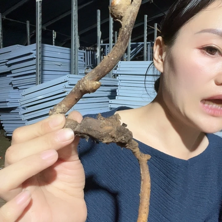 当前无花栽培后可以开花高货混苗1芽