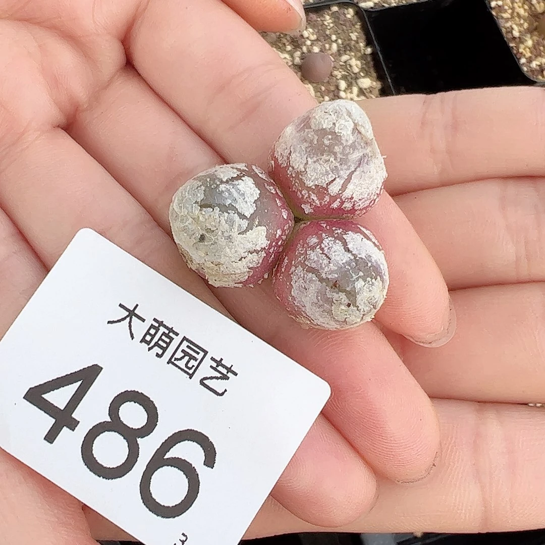 梓*0000486一物一拍脱土发