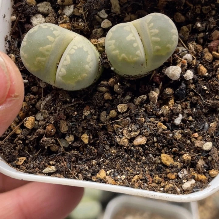 完全开放594大牙双头