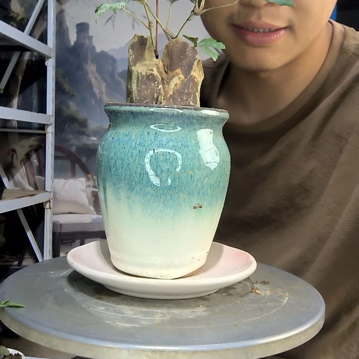 曾*美中青园艺一物一拍278