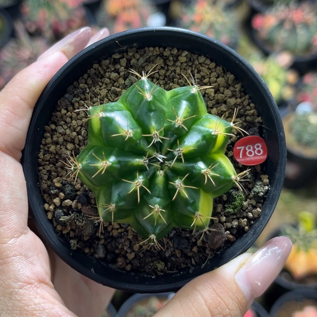 788 带盆土发货 侧牙 特价