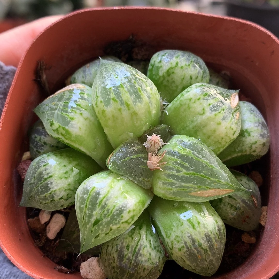 绿狸带盆土发货lwut