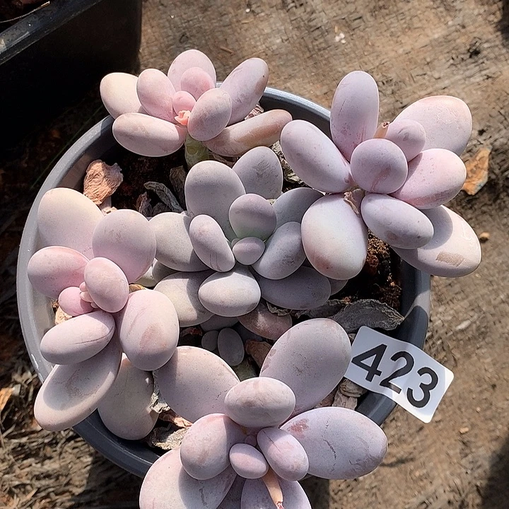 423奶酪 一物一拍多肉