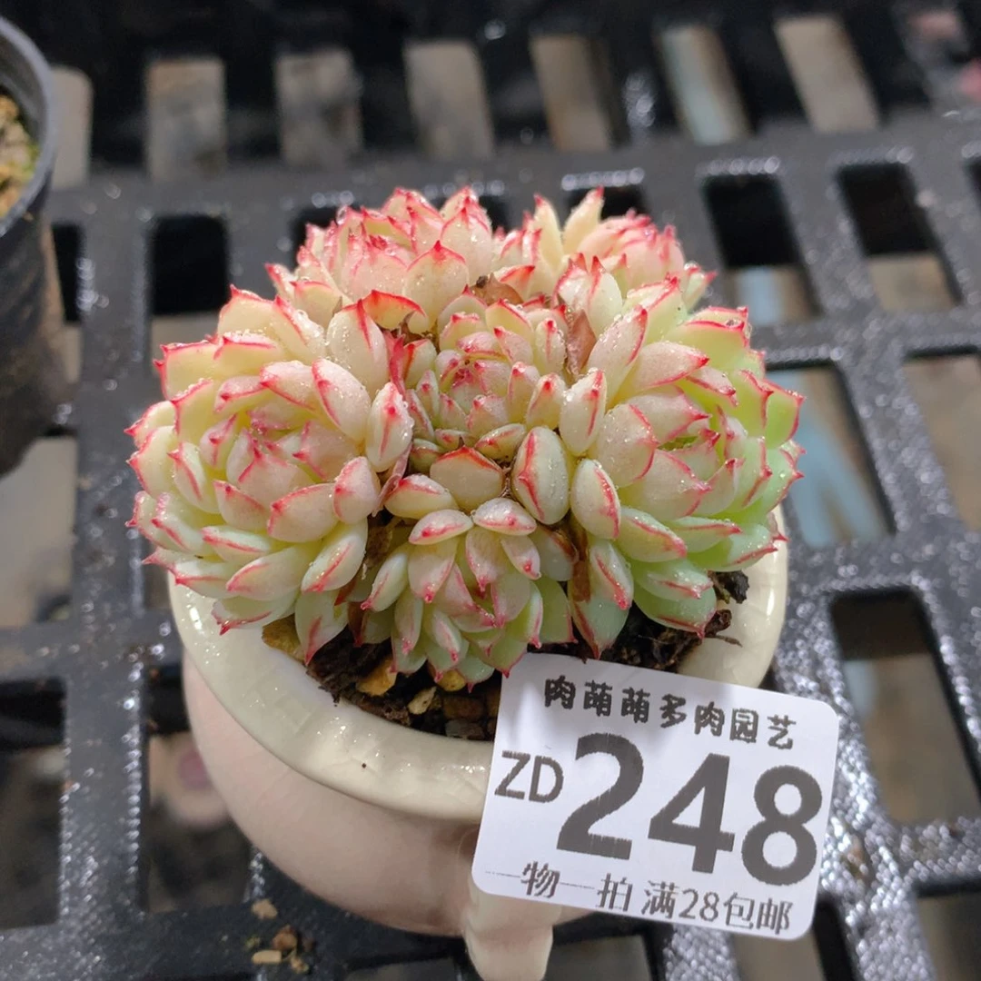 肉萌萌拇指盆精控多肉ZD248