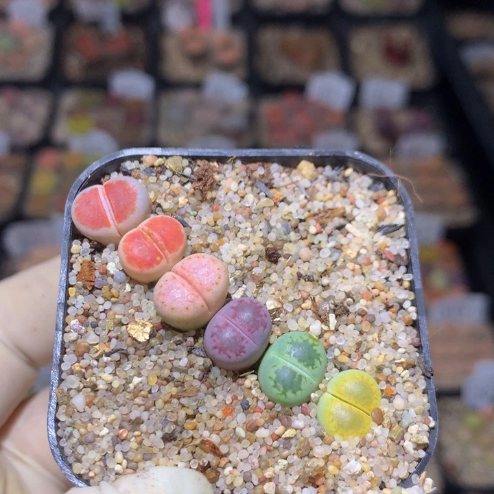 心**?精品生石花113.351