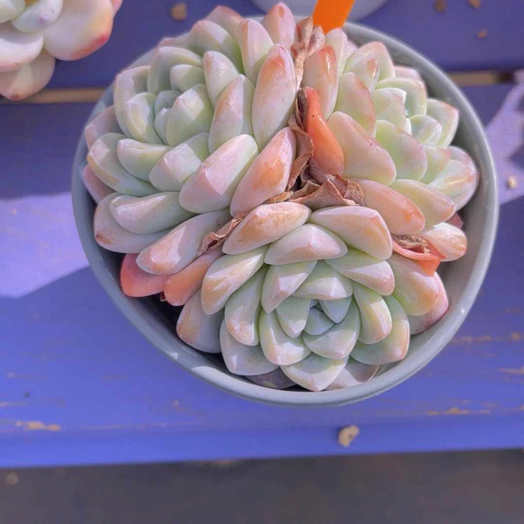 ?****694号多肉植物一物一拍