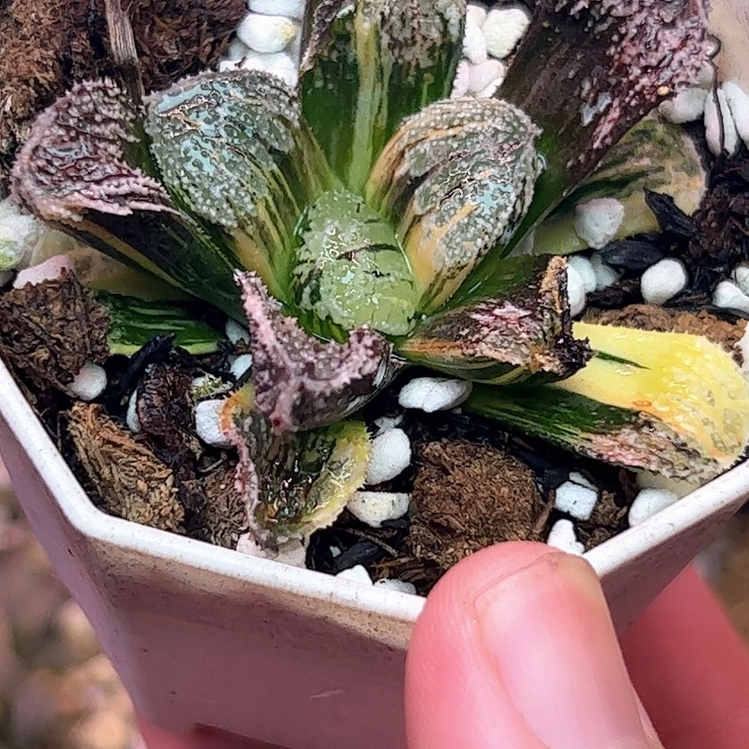 摩多锦十二卷多肉植物