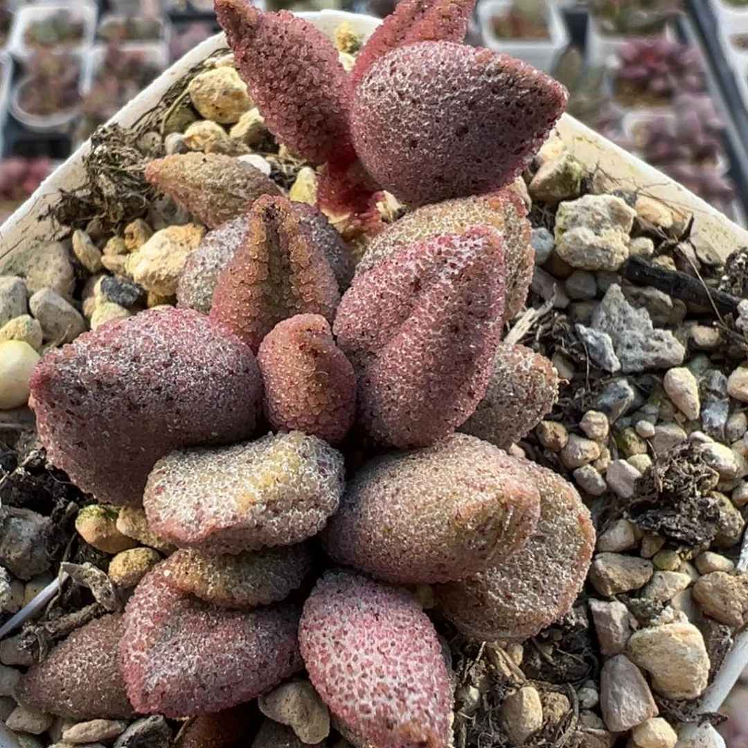 黑酱黑点哈默多肉植物水泡