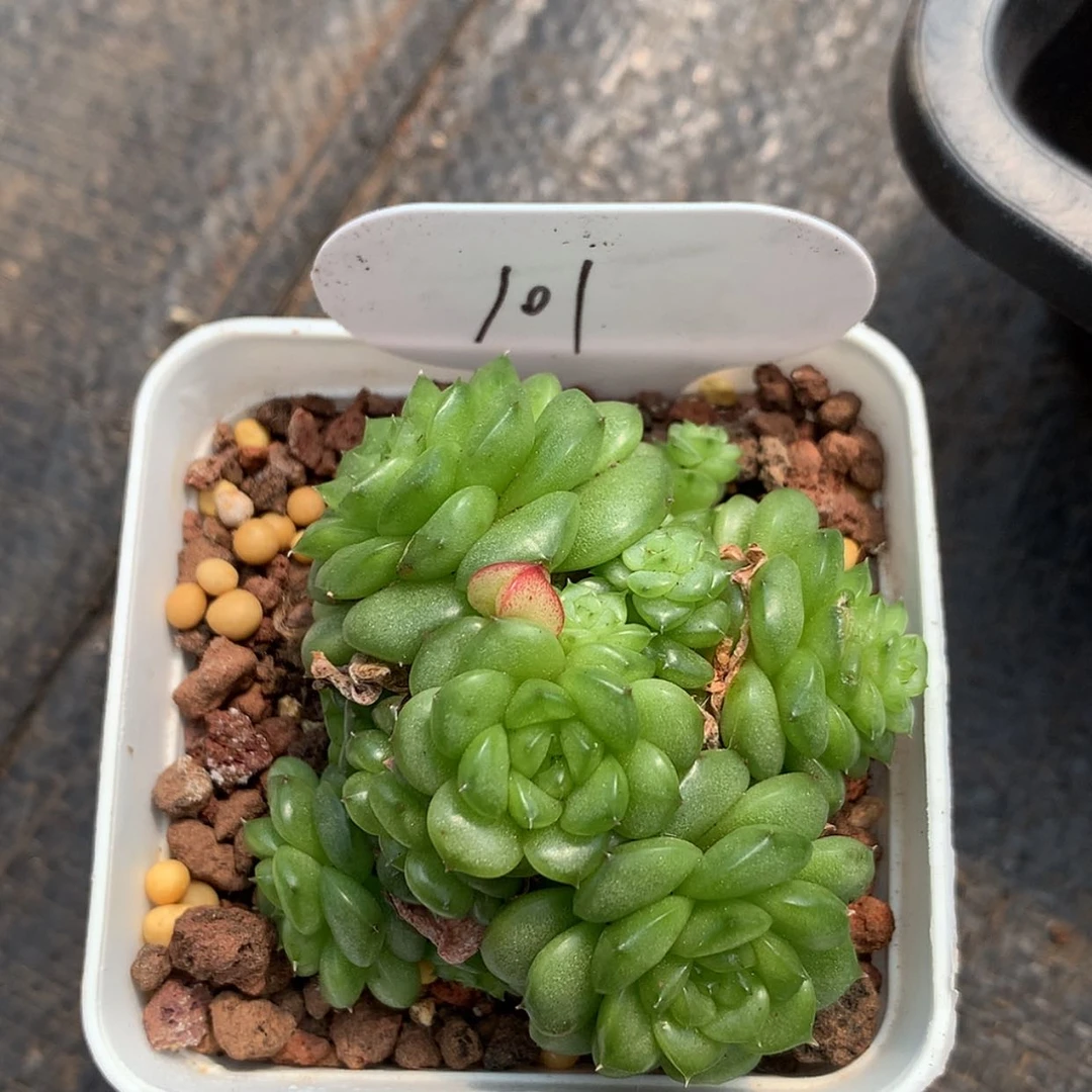 【闪购商品】云101号