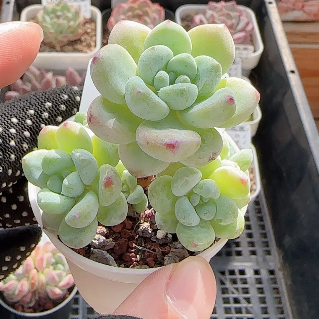 多肉0904-190罗琦小老桩