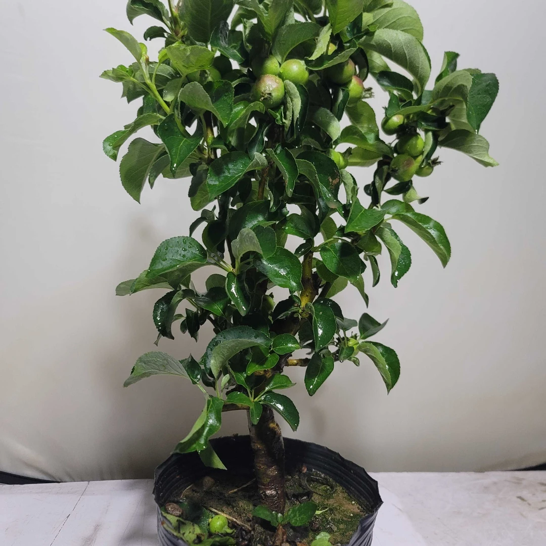 红富士冰糖心直播一物一拍专用