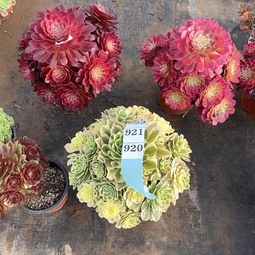 好*活绿豆莎组合920-922多肉