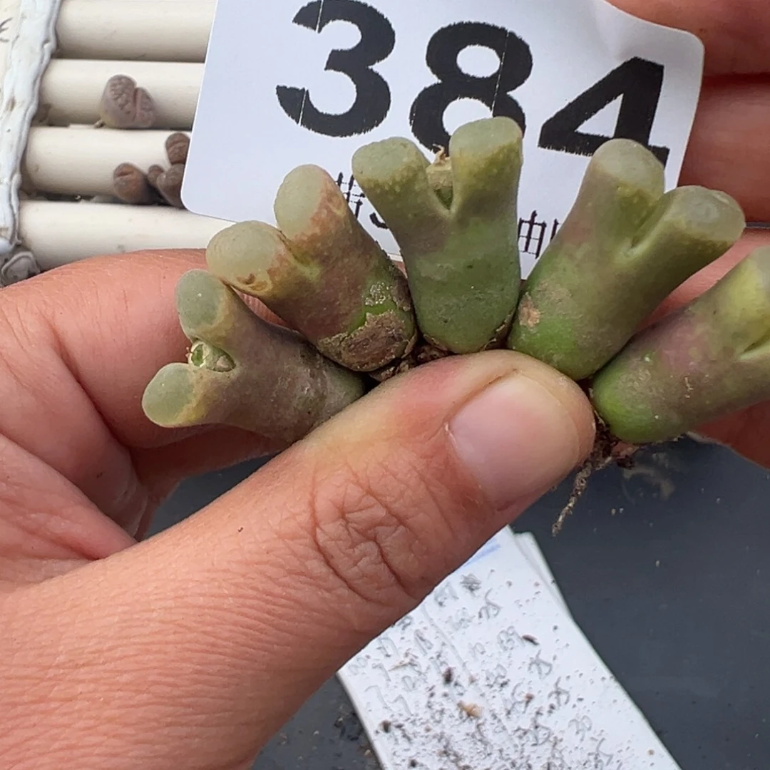 12.7好看的多肉脱土发货384