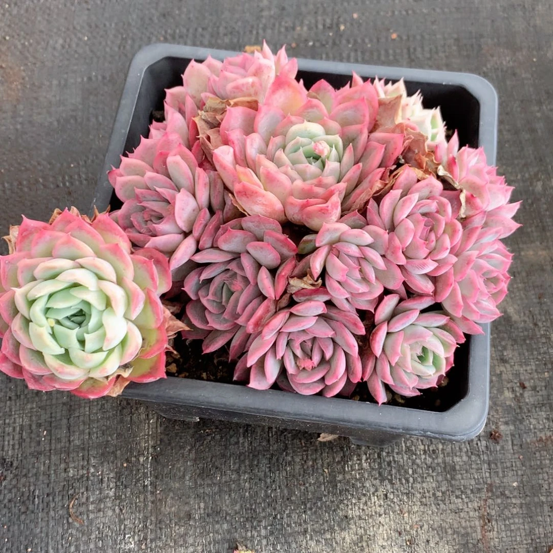 8870杂交多肉植物基地