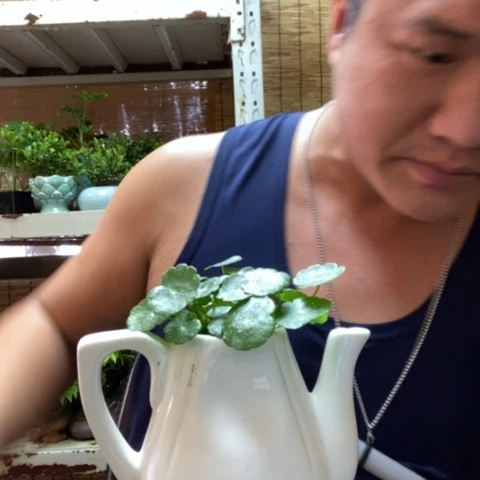 红陶一物一拍所见即所得19