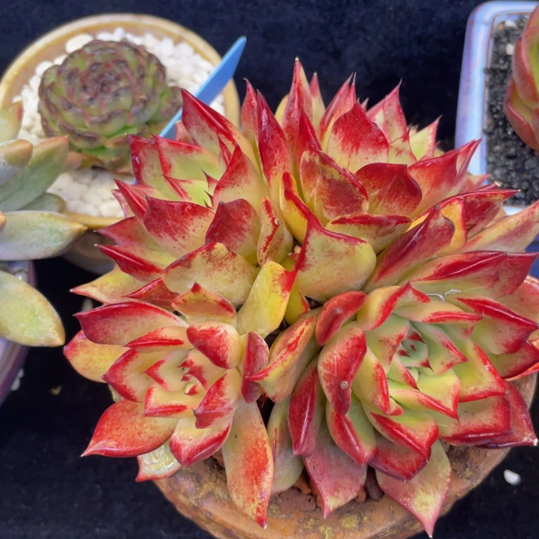 多肉植物盆栽多肉